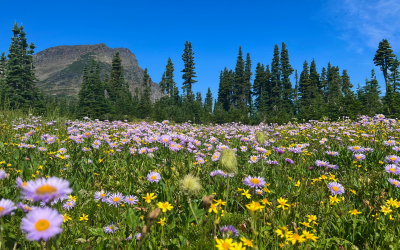 purple wildflowers in front of pine forest and a mountain